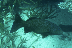 Plectropomus leopardus