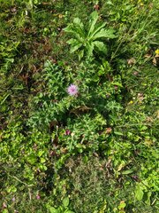 Cirsium japonicum australe