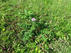Cirsium japonicum australe
