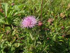 Cirsium japonicum australe