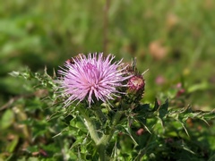 Cirsium japonicum australe