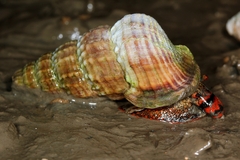 Cerithidea obtusa