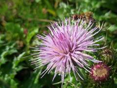 Cirsium japonicum australe