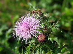 Cirsium japonicum australe