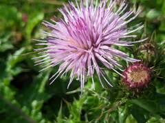 Cirsium japonicum australe