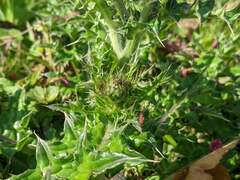 Cirsium japonicum australe