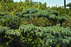 Tournefortia gnaphalodes