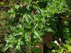Cirsium japonicum australe