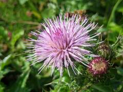 Cirsium japonicum australe