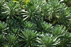 Tournefortia gnaphalodes