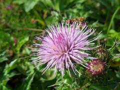 Cirsium japonicum australe