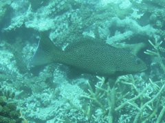 Plectropomus leopardus