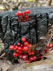 Cruentomycena viscidocruenta