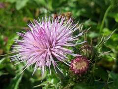Cirsium japonicum australe