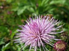 Cirsium japonicum australe