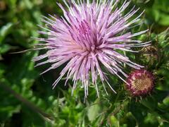 Cirsium japonicum australe