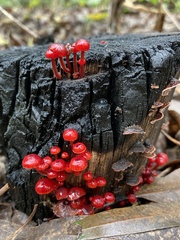 Cruentomycena viscidocruenta