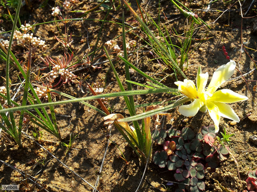 Babiana vanzijliae