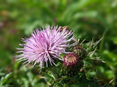 Cirsium japonicum australe