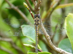 Hemicordulia australiae