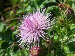 Cirsium japonicum australe
