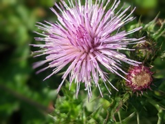 Cirsium japonicum australe