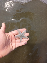 Astropecten indicus