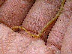 Haplophilus subterraneus