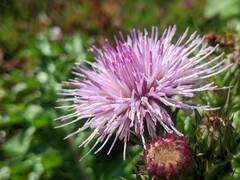 Cirsium japonicum australe
