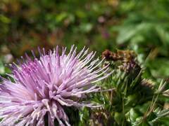 Cirsium japonicum australe