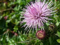 Cirsium japonicum australe