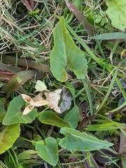 Viola inconspicua nagasakiensis