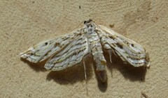 Parapoynx fluctuosalis