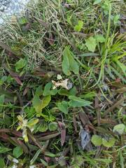 Viola inconspicua nagasakiensis