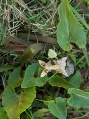 Viola inconspicua nagasakiensis