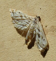 Parapoynx fluctuosalis