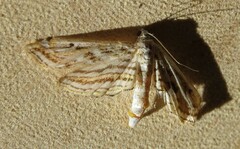 Parapoynx fluctuosalis