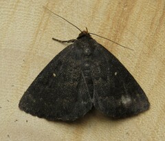 Calesia xanthognatha