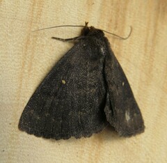 Calesia xanthognatha