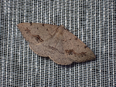 Taxeotis perlinearia