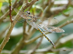 Hemicordulia australiae