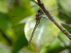Hemicordulia australiae