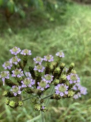 Verbena incompta