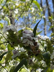 Prostanthera lasianthos