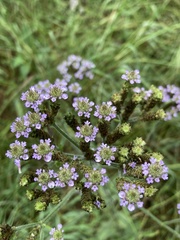 Verbena incompta