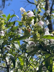 Prostanthera lasianthos