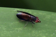 Cephaloconus tenebrosus