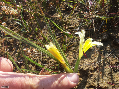 Babiana vanzijliae