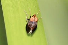 Cephaloconus tenebrosus