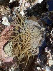 Anemonia viridis